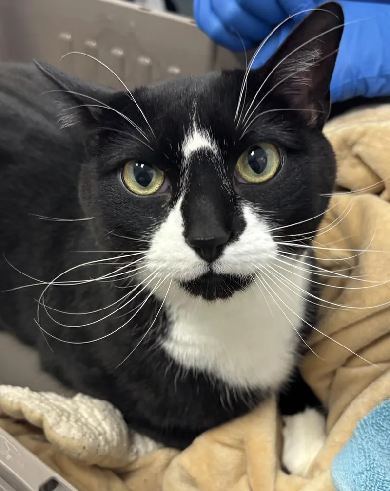 Master Shifu thumbnail 3