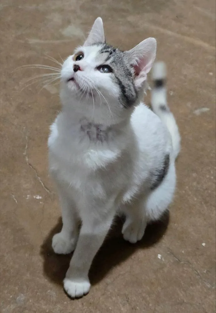 Labubu  Felv+ thumbnail 2