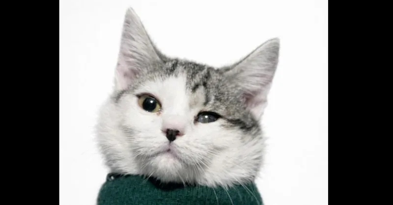 Labubu  Felv+ thumbnail 3