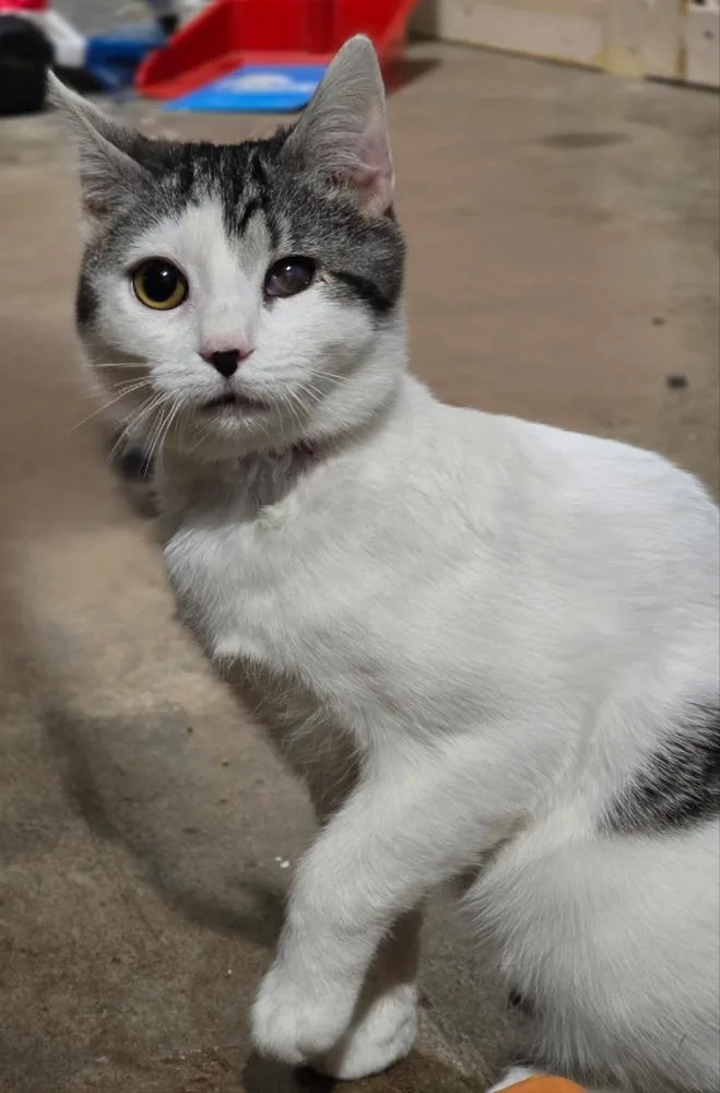 Labubu  Felv+ thumbnail 4