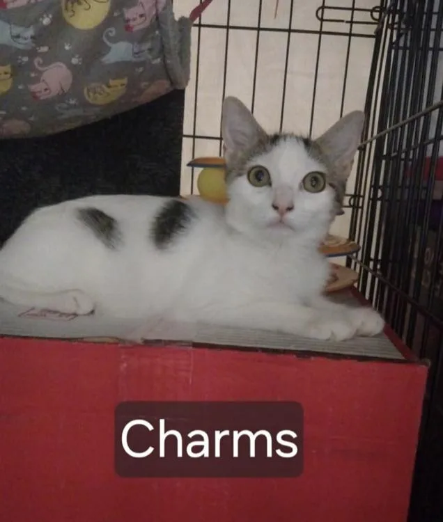 Charms
