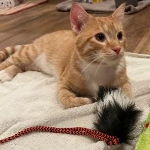 An adult medium-sized male Tabby (Orange / Red) Domestic Short Hair cat named Raymond for adoption in Johnson City, TN