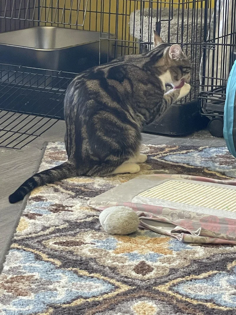 Wayfarer thumbnail 2