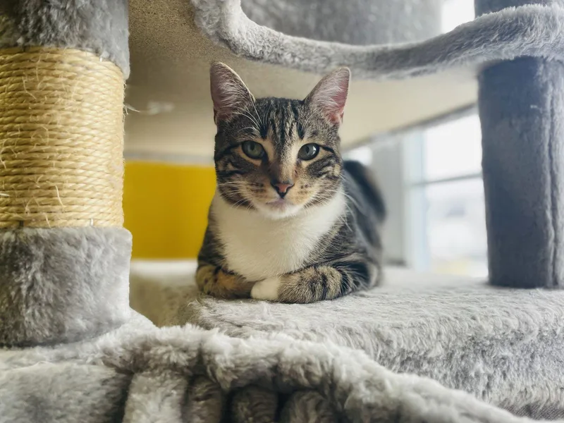 Wayfarer thumbnail 3