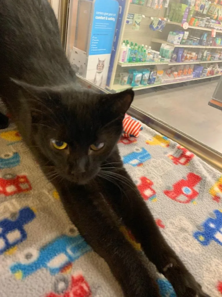 Marcus Allen thumbnail 2