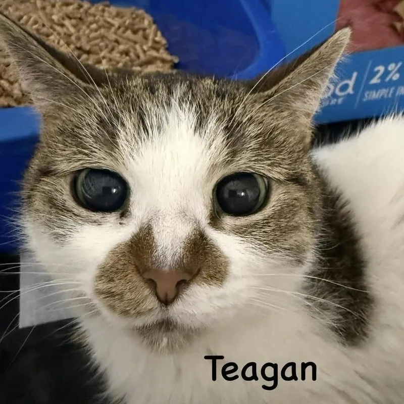 Teagan