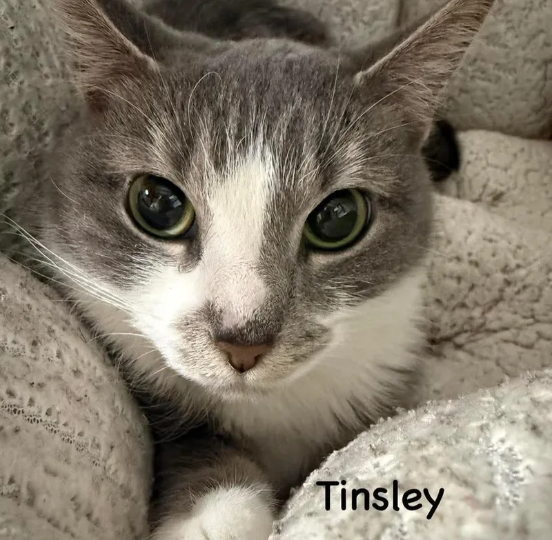 Tinsley