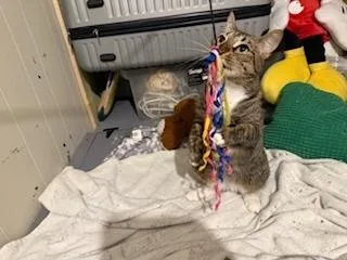 Princess thumbnail 2