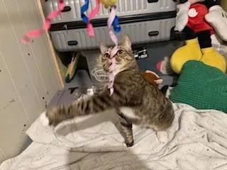 Princess thumbnail 4