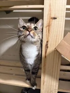 Princess thumbnail 5