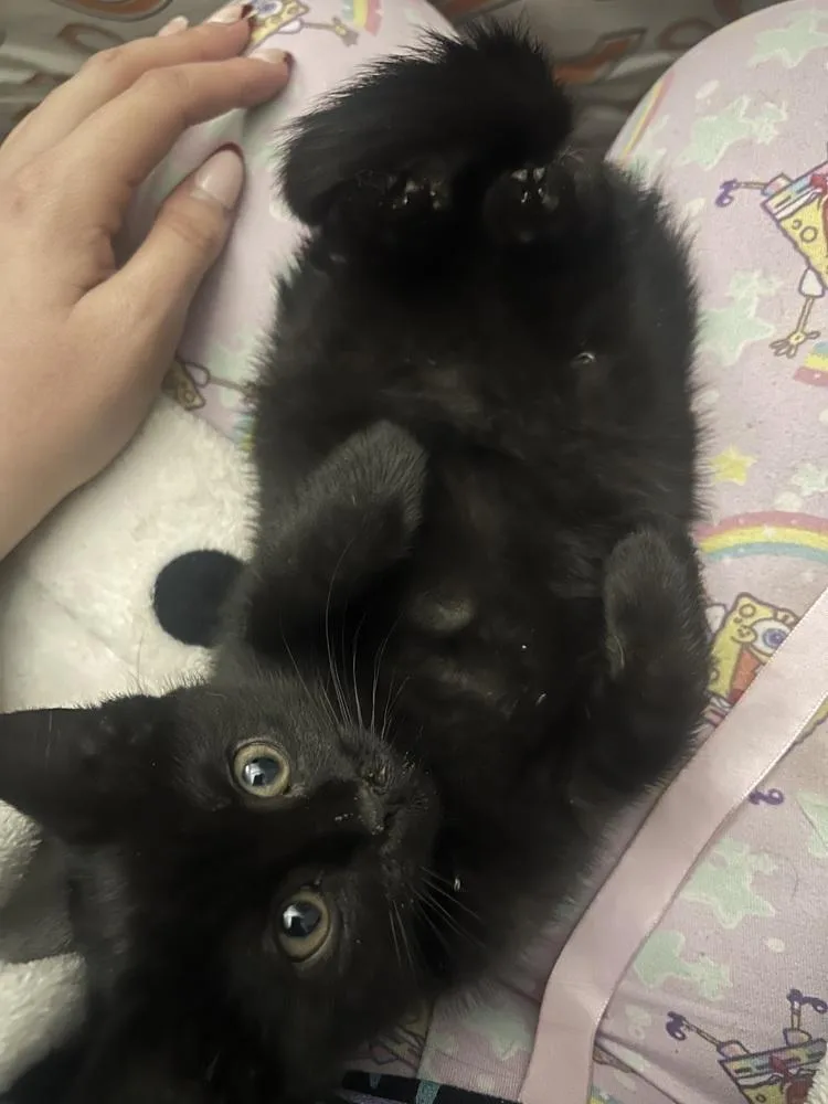 Toothless thumbnail 3