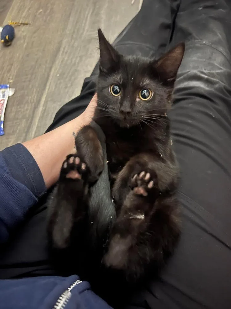 Toothless thumbnail 4