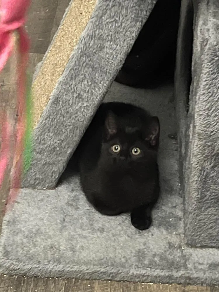 Toothless thumbnail 6