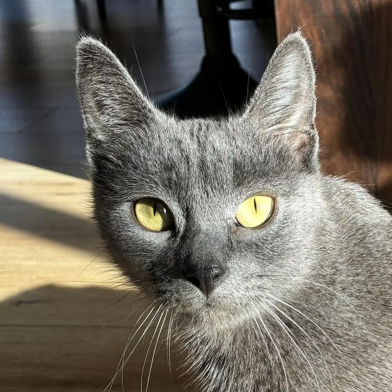 Sterling thumbnail 2