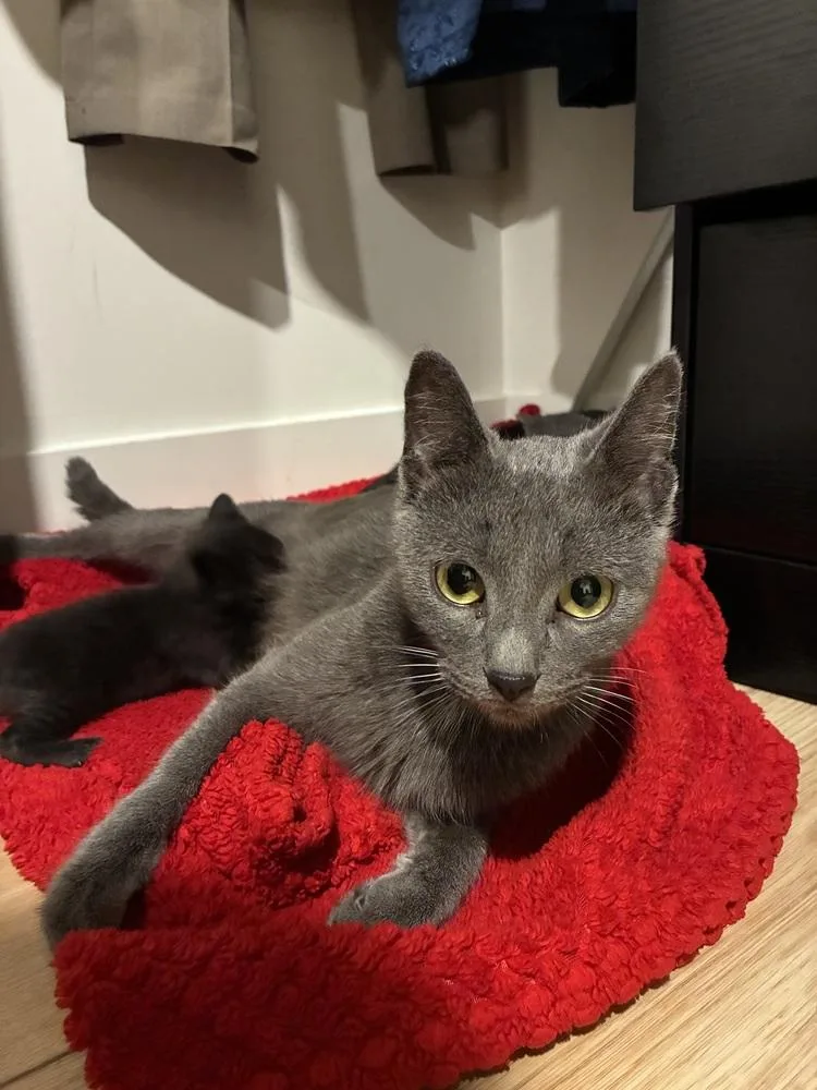 Sterling thumbnail 3