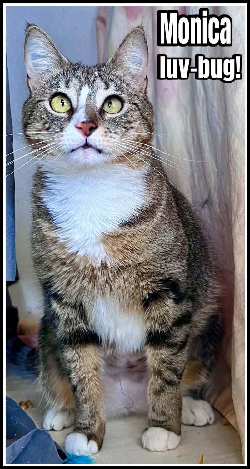 Monica  Jenkintown Psc thumbnail 2