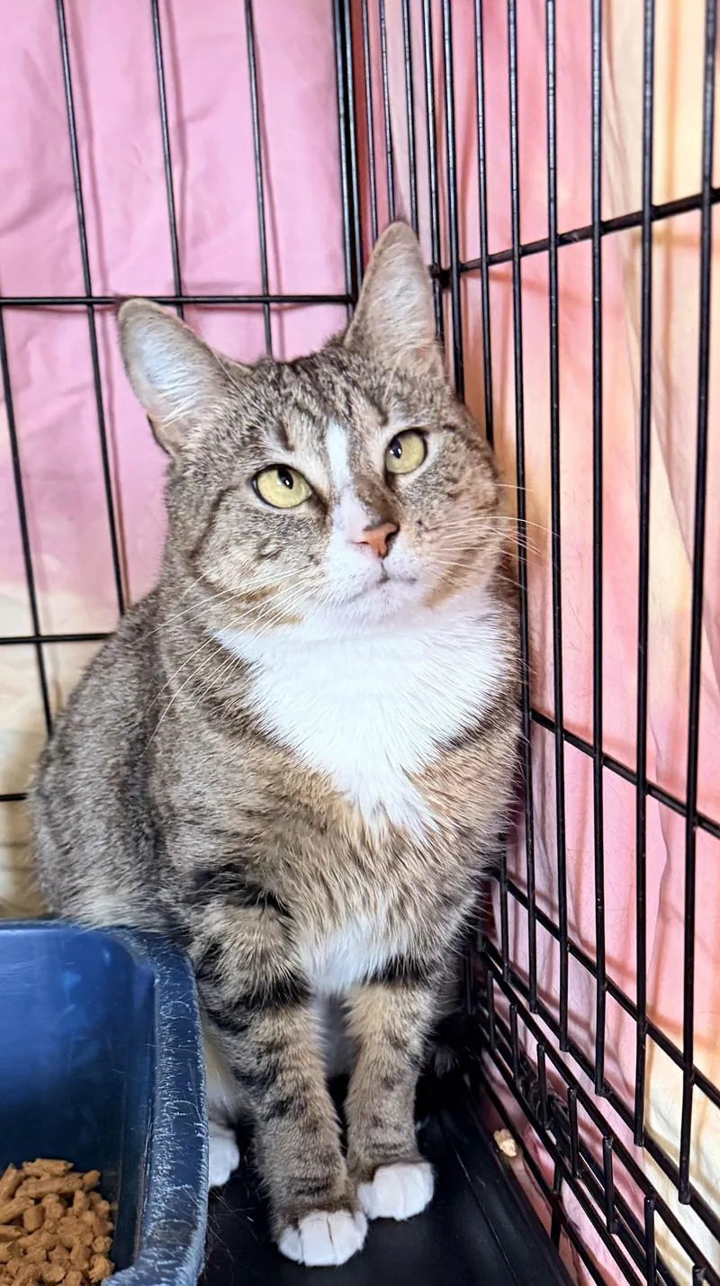 Monica  Jenkintown Psc thumbnail 3