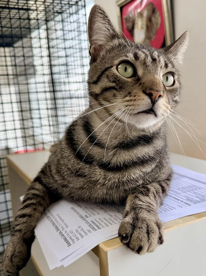 Seamuswillow Grove thumbnail 3