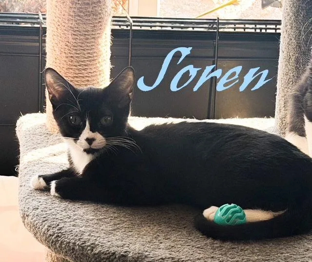 Soren  Willow Grove thumbnail 2