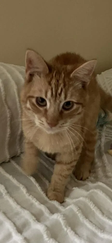 Trevor  Et thumbnail 2