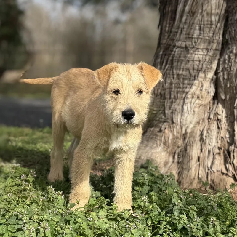 Charlie Cute & Smart thumbnail 3