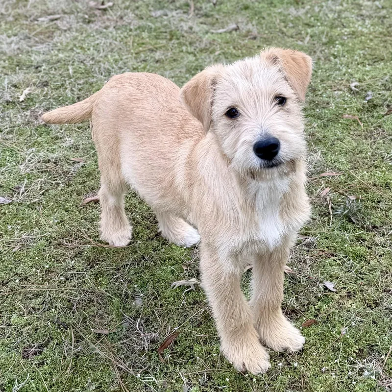 Charlie Cute & Smart thumbnail 4