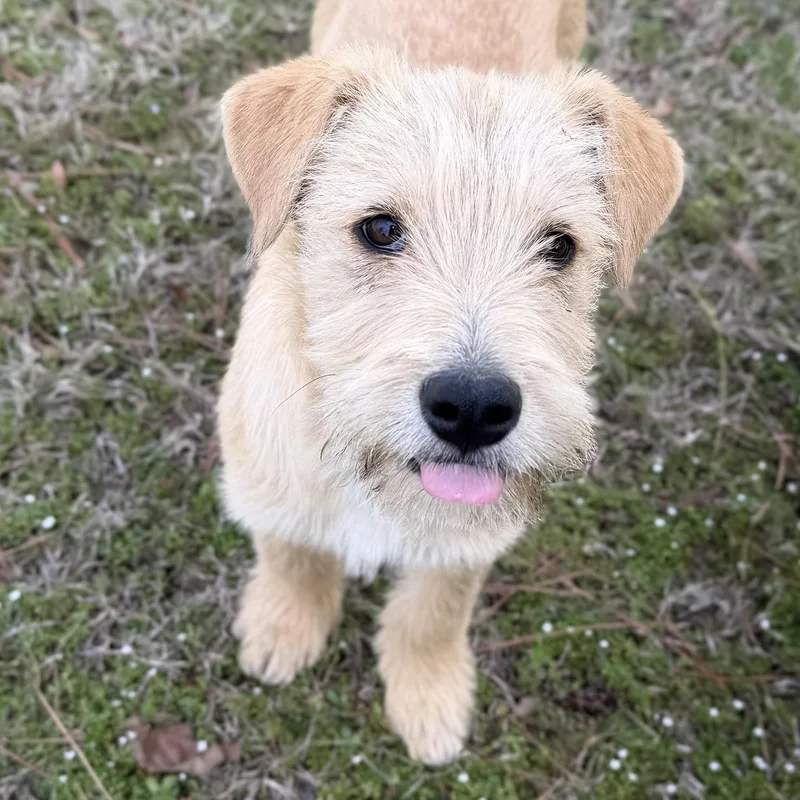 Charlie Cute & Smart thumbnail 5