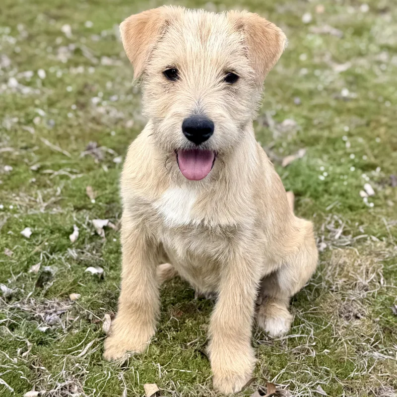 Charlie Cute & Smart