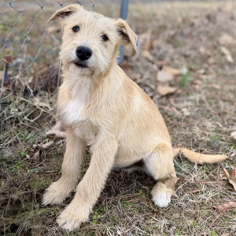 Charlie Cute & Smart thumbnail 6