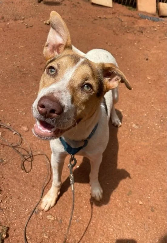 Sebastian thumbnail 4