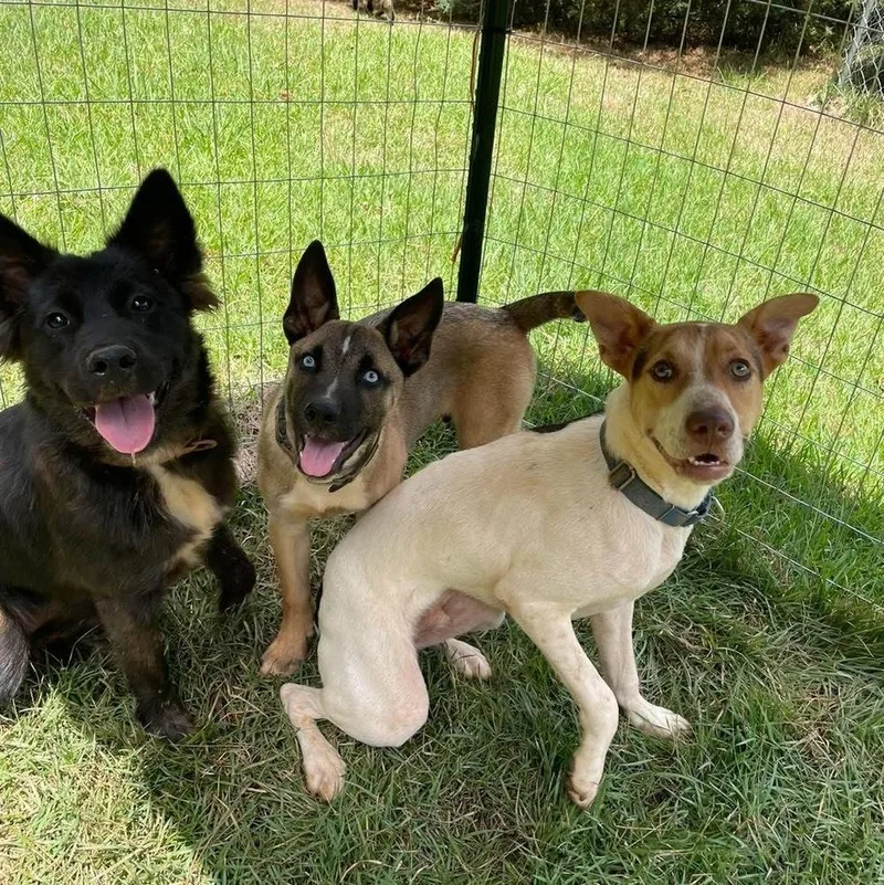 Sebastian thumbnail 6