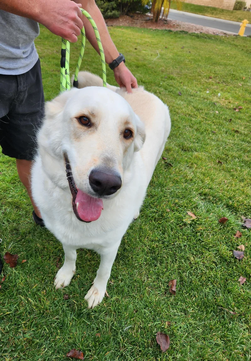 A young large-sized male Great Pyrenees dog named Buddy for adoption in San Bernardino, CA