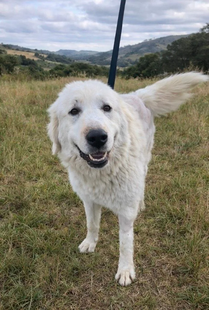 An adult large-sized female Great Pyrenees dog named Maggie for adoption in San Bernardino, CA