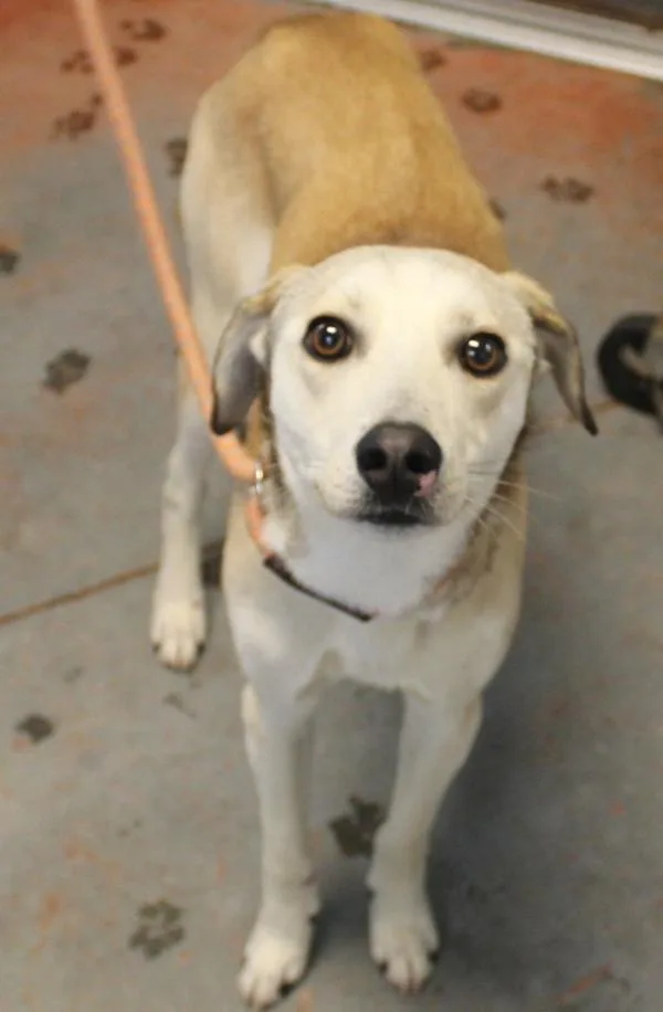 Pen C Max thumbnail 2