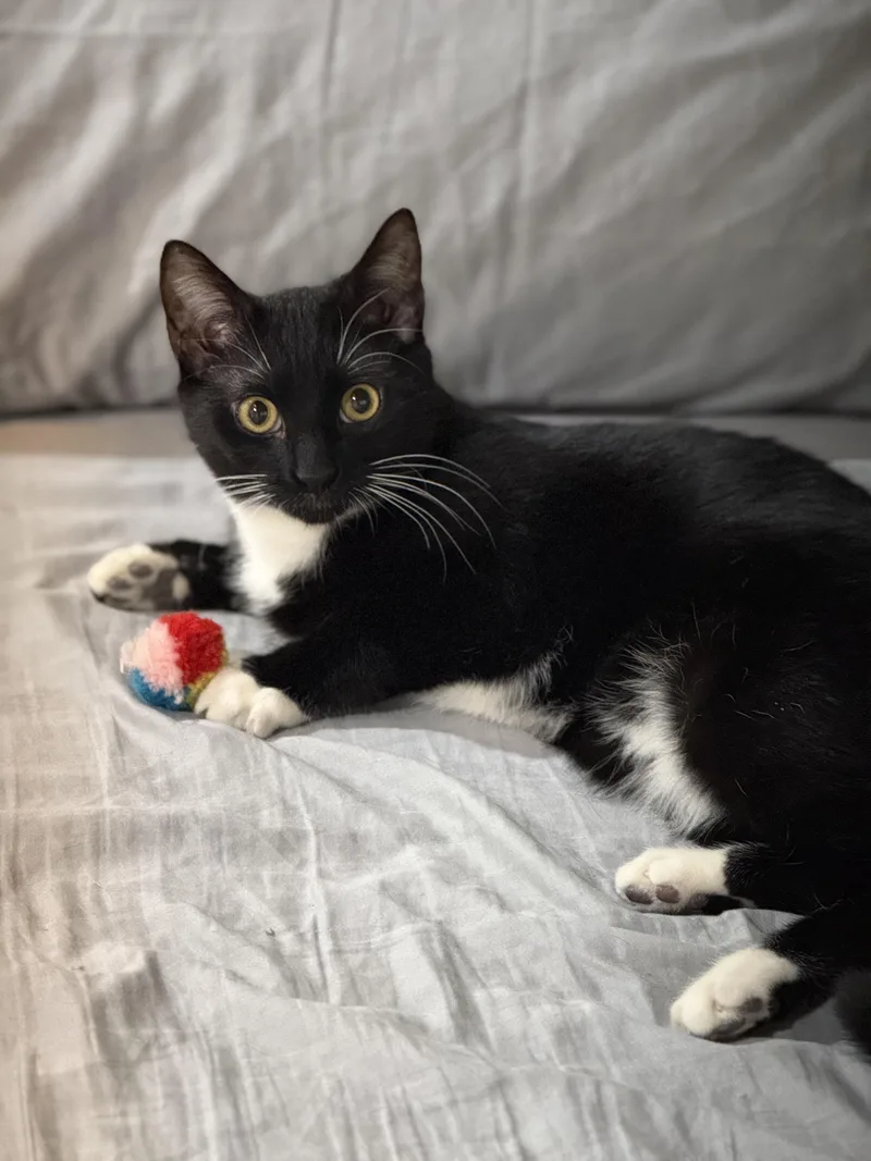 Francis & Ferdinand thumbnail 3