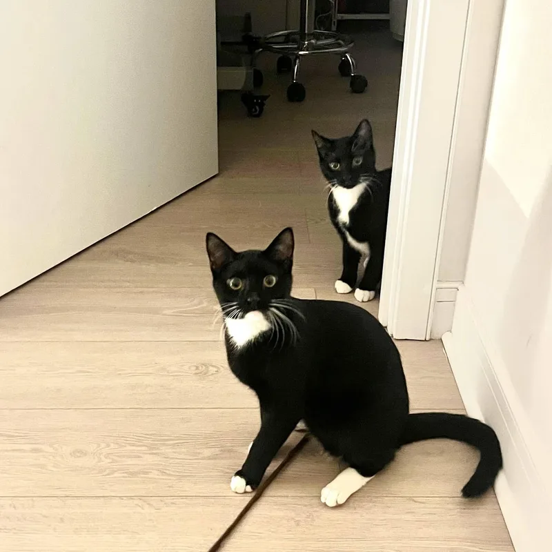 Francis & Ferdinand thumbnail 4