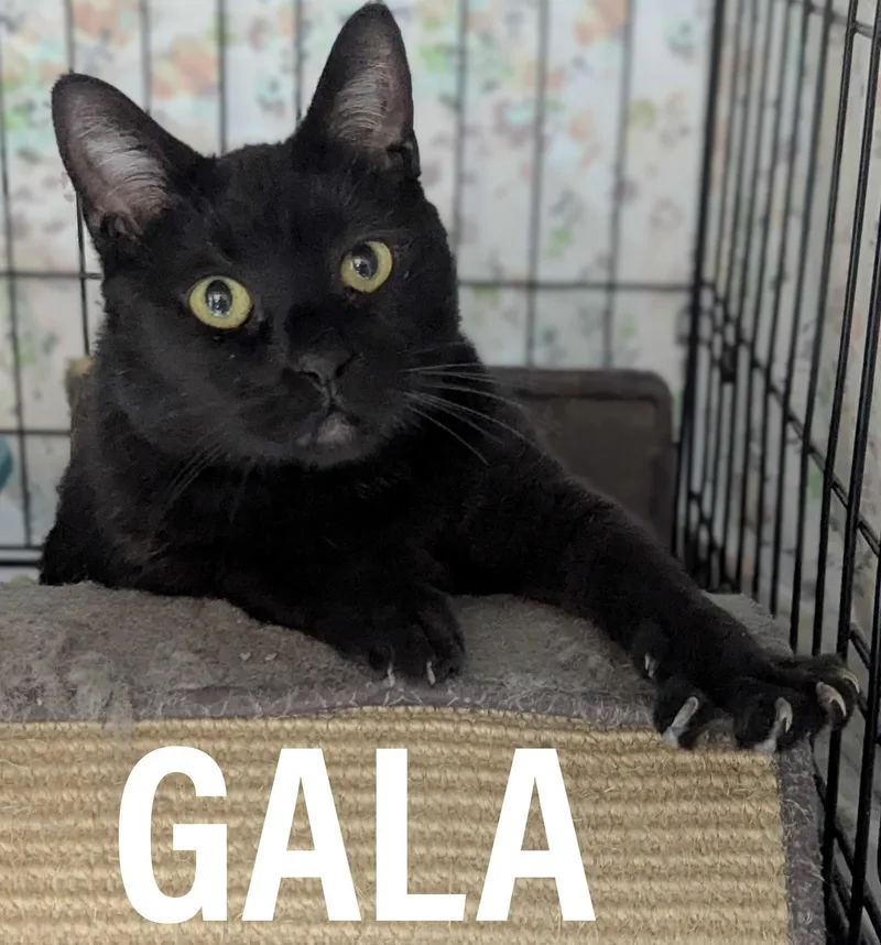 Gala