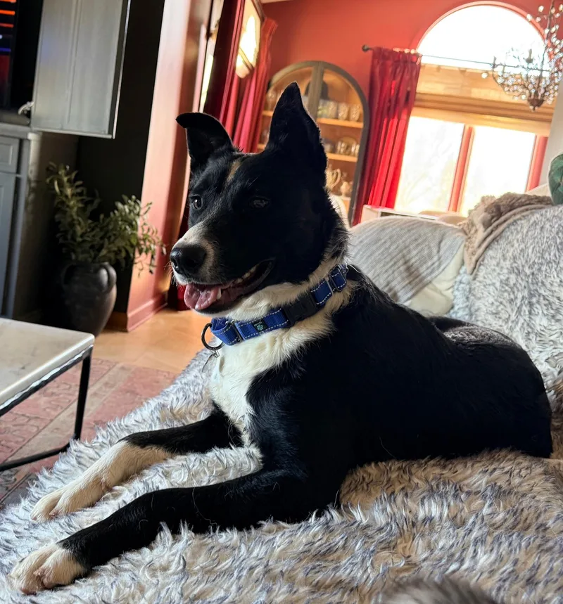 Checkers thumbnail 2