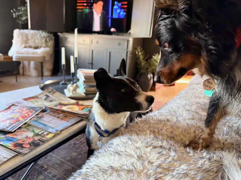 Checkers thumbnail 3