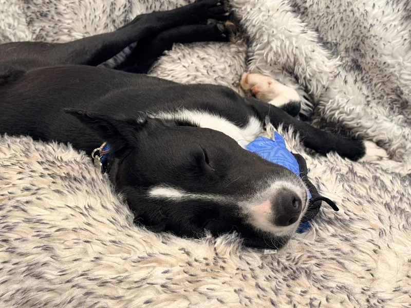 Checkers thumbnail 4