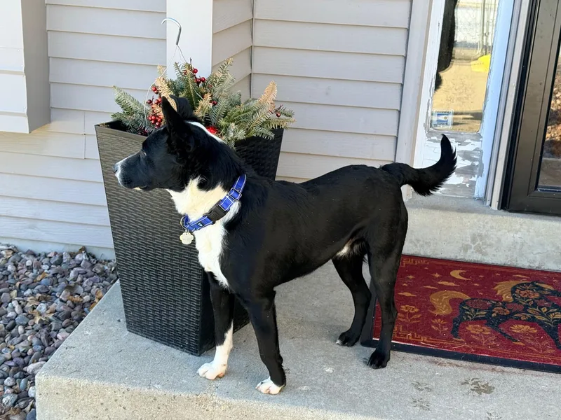 Checkers thumbnail 6