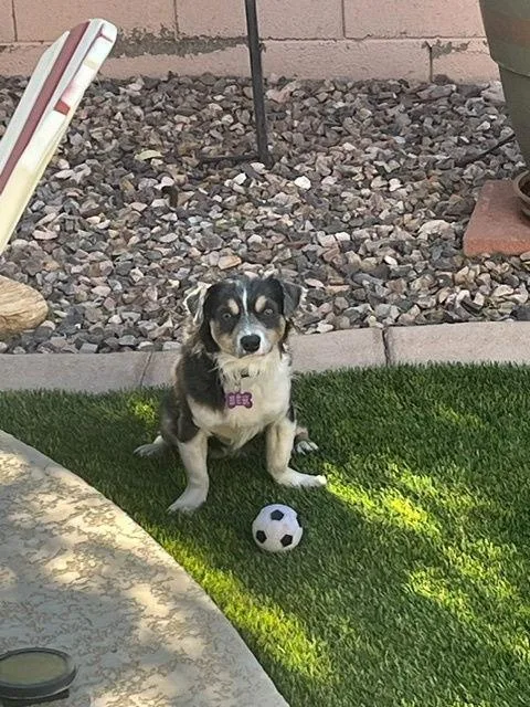 Mr Shilo thumbnail 2