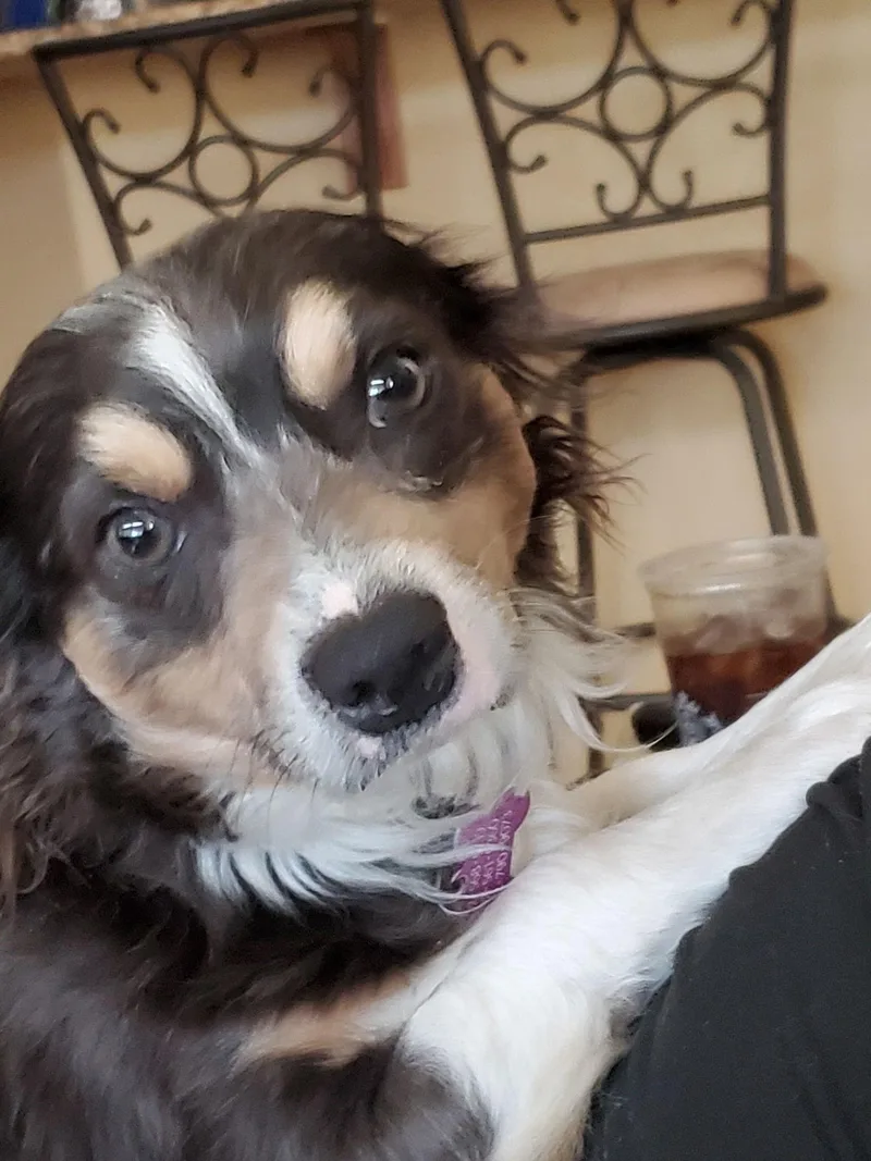 Mr Shilo thumbnail 3