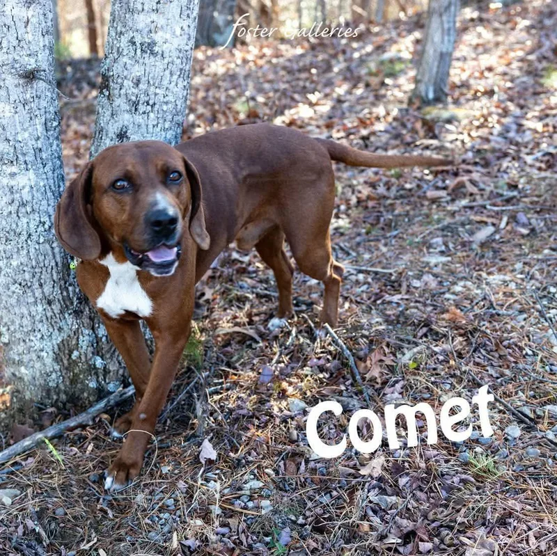 Comet thumbnail 4