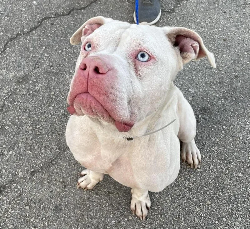 Def Leppard thumbnail 2