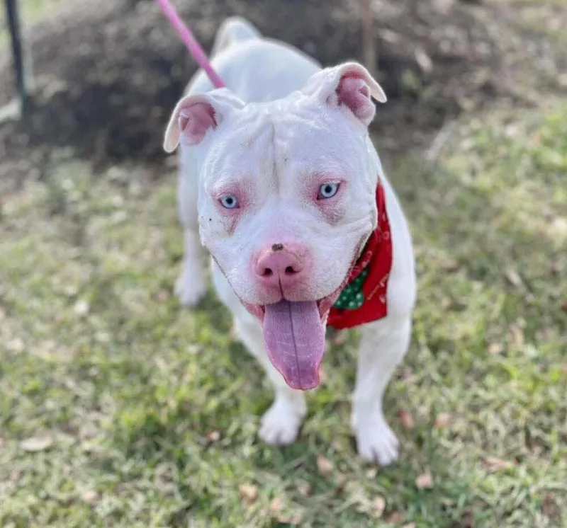 Def Leppard thumbnail 3