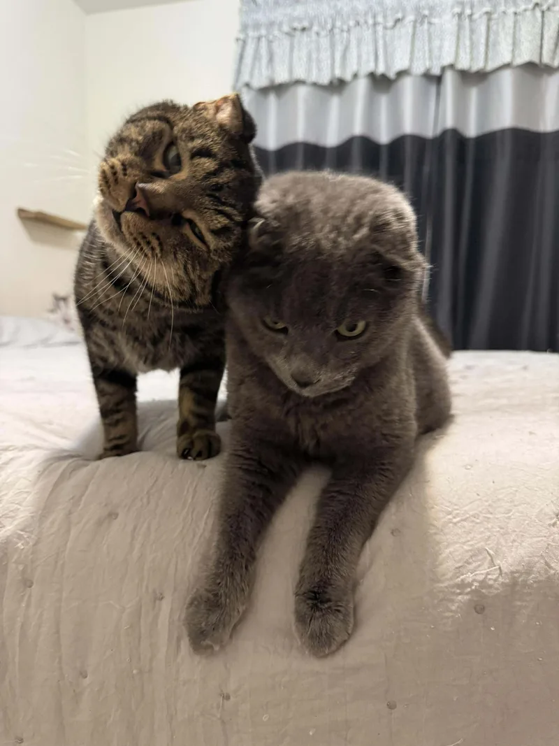 Boo Bear thumbnail 2