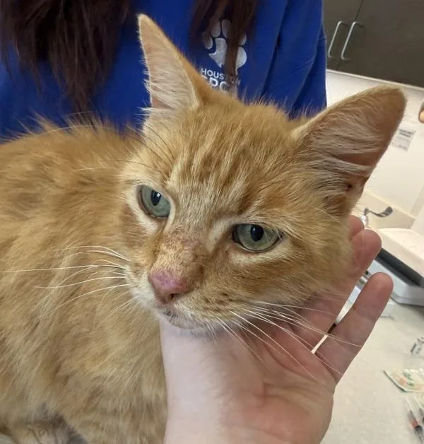 Mr. Happy thumbnail 3