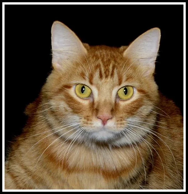 Mr. Happy thumbnail 4