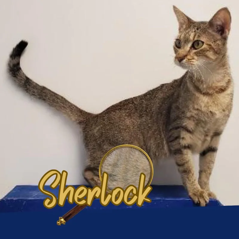 Sherlock thumbnail 2